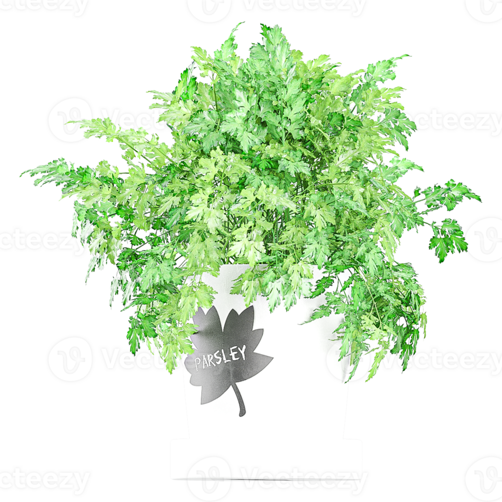3D rendering of Parsley in Pot isolated on transparent Canvas png