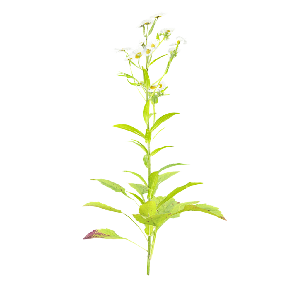 3d rendering of Horseweed plant isolated on transparent Canvas png