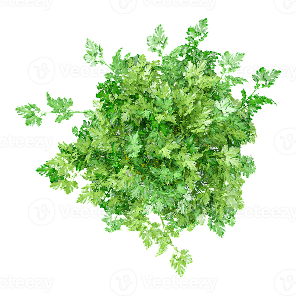 3D rendering of Parsley in Pot isolated on transparent Canvas from the top view png