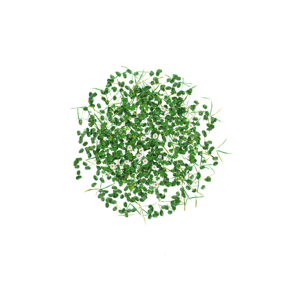 Top view of grass isolated on transparent Canvas png