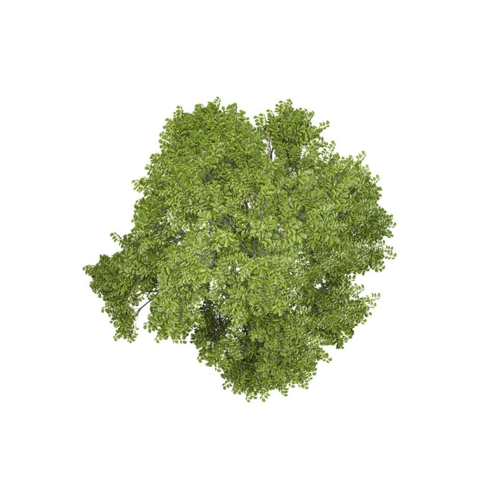 3d Rendering Of Fraxinus Tree With Transparent Canvas from top view png