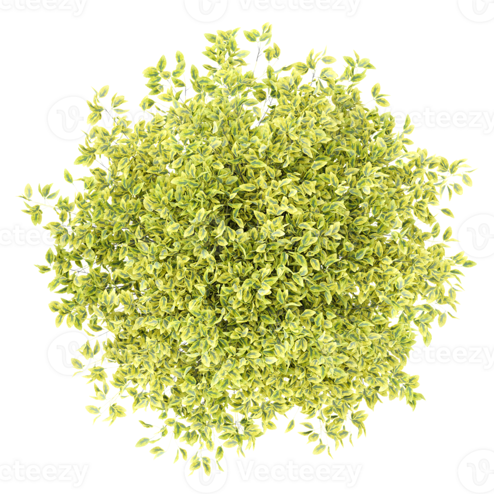 3d Rendering Of Garden bush With Transparent Canvas png