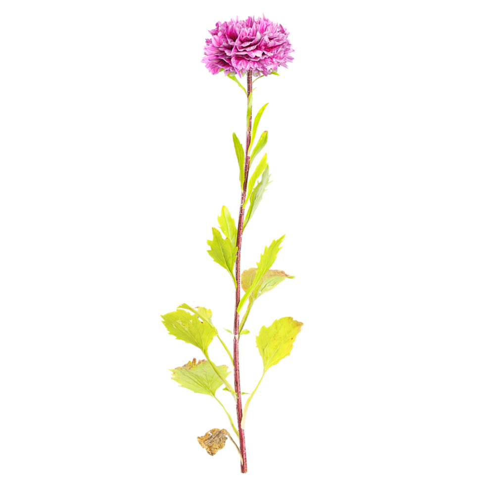 3d rendering of dahliaflower isolated on transparent Canvas png