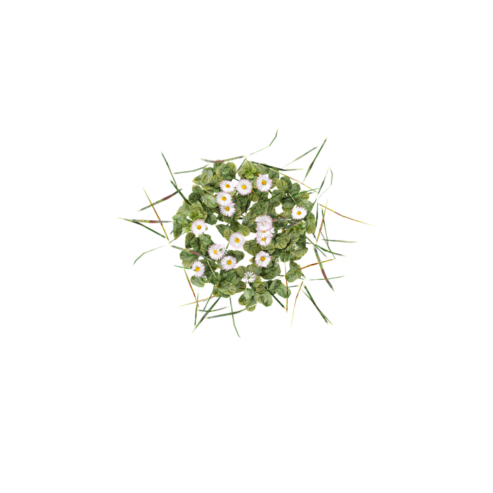3d rendering of grass isolated on transparent Canvas top view png