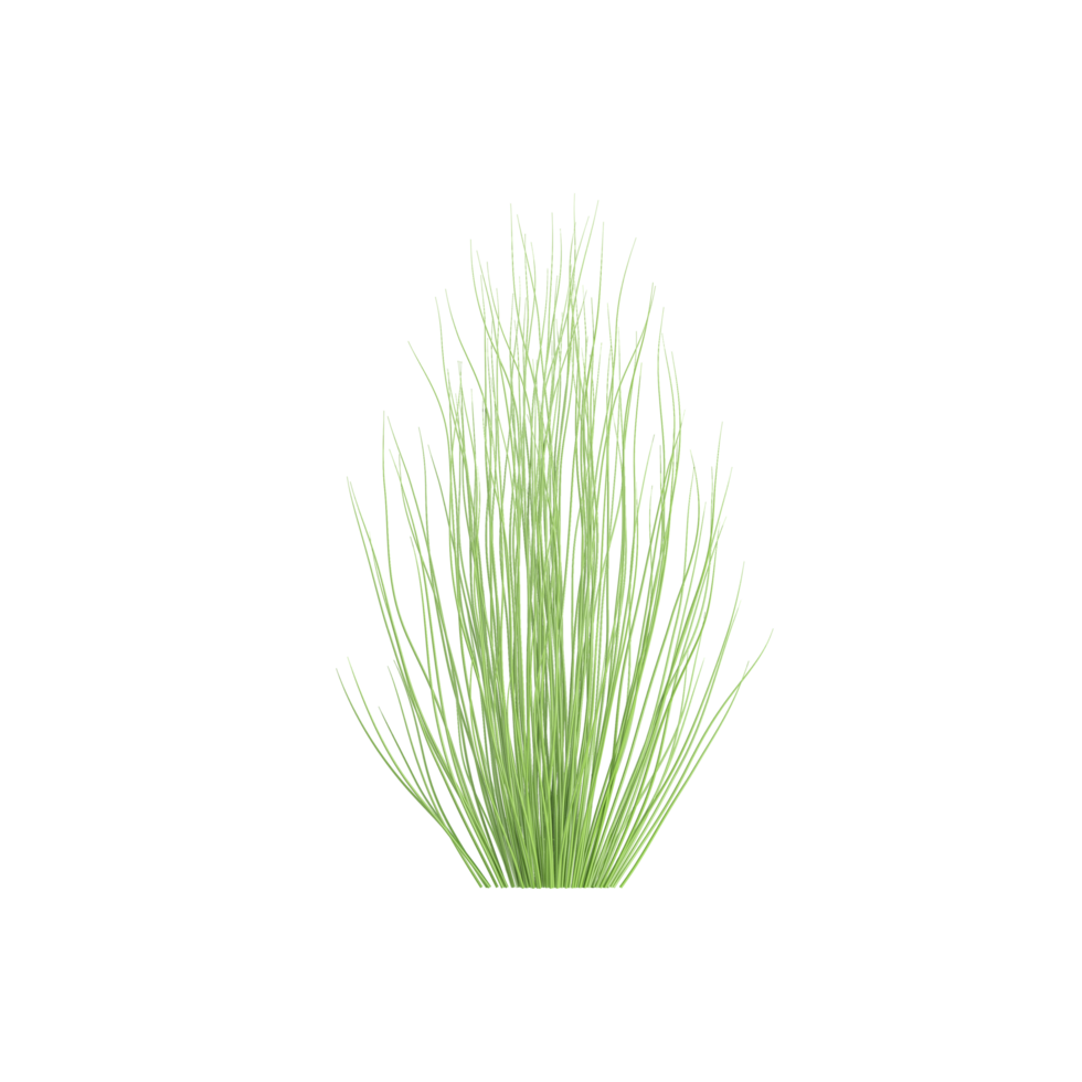 3d illustration of Eleocharis montevidensis grass isolated on transparent canvas png