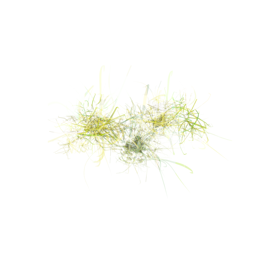 Top view of Wild field grass isolated on canvas png