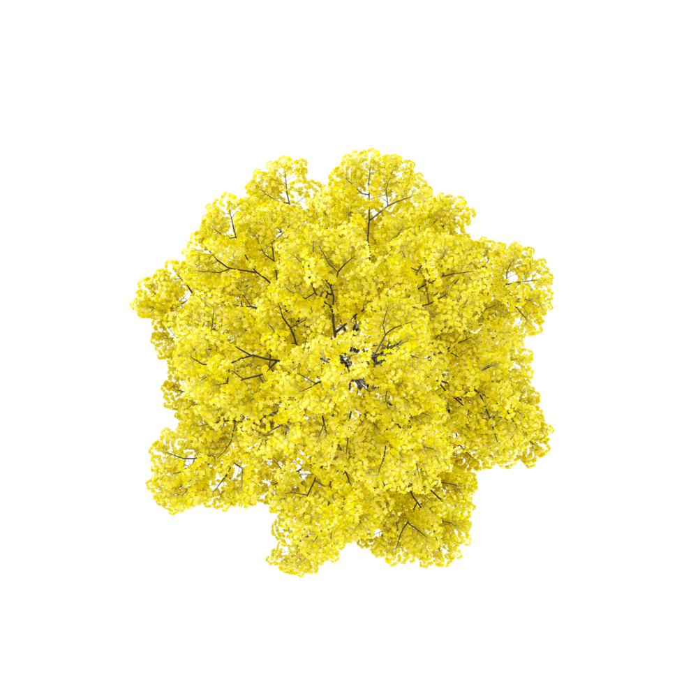 collection of golden trumpet plant isolated on transparent Canvas from the top view png