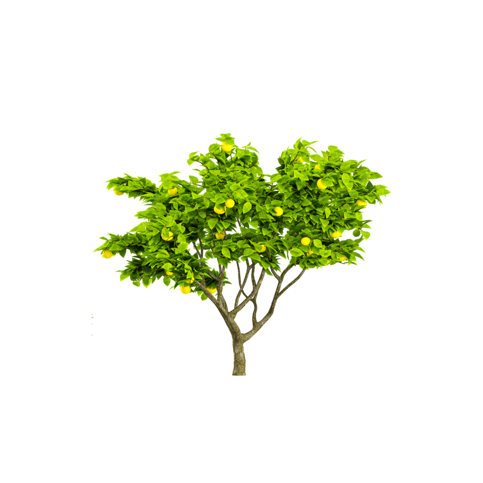 collection of Lemon Tree isolated on transparent Canvas from the top view png