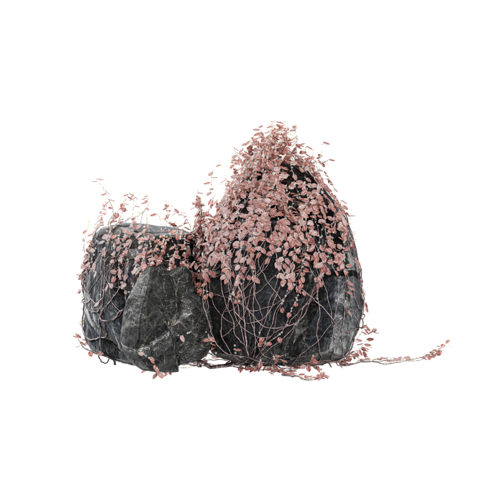 3d rendering of gray stone with plant isolated on transparent Canvas png