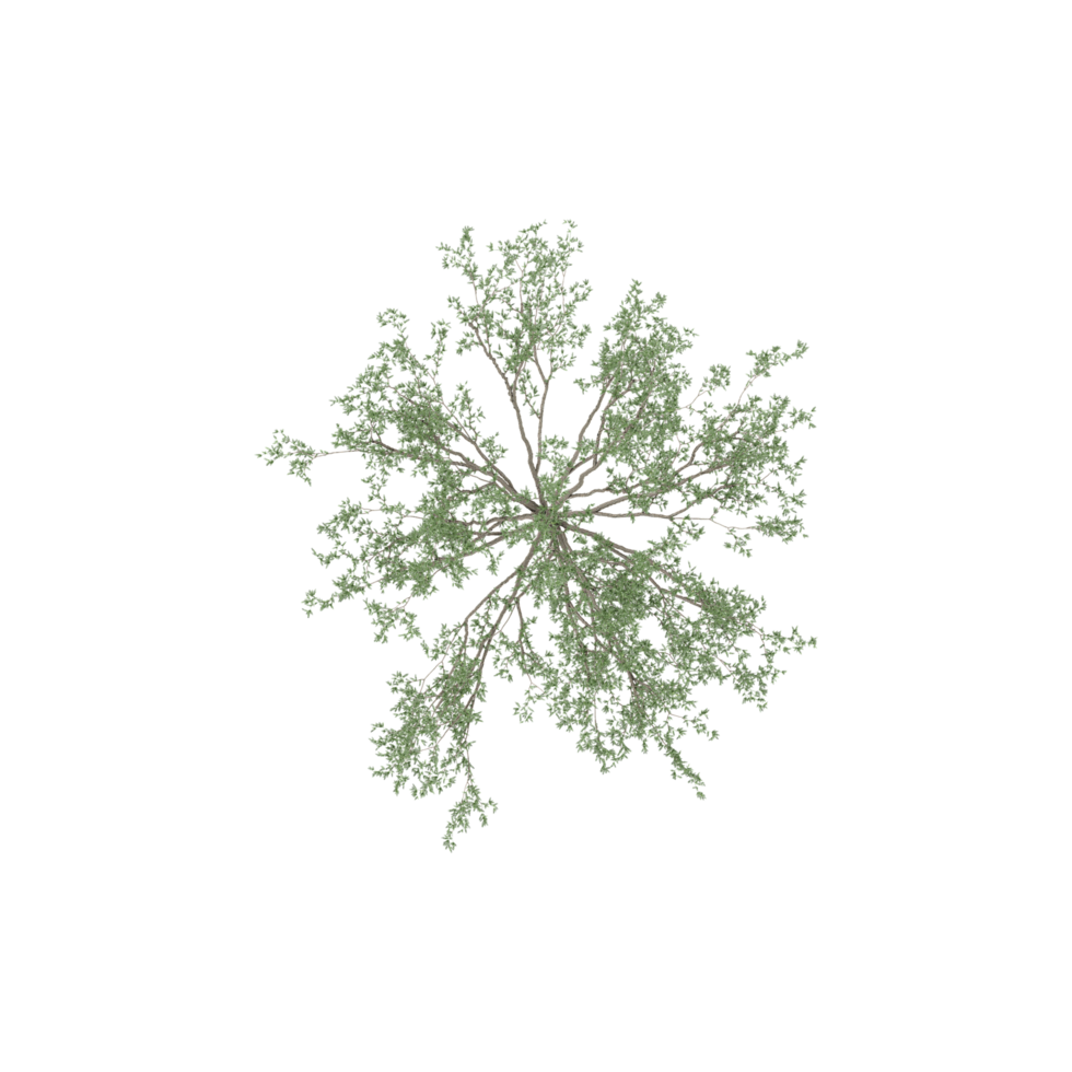 Green beautiful Cherry Tree isolated on Canvas from top view png