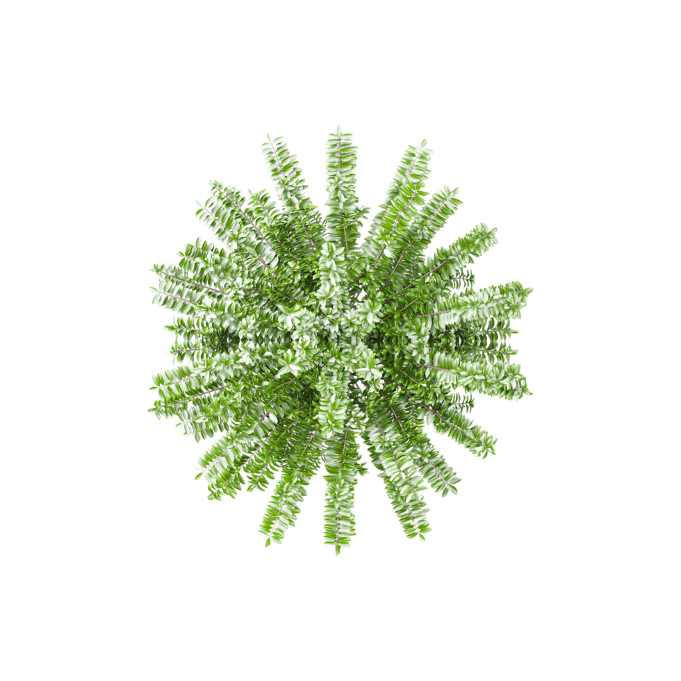 Topview of Lonicera pileata Tree in transparent Canvas png