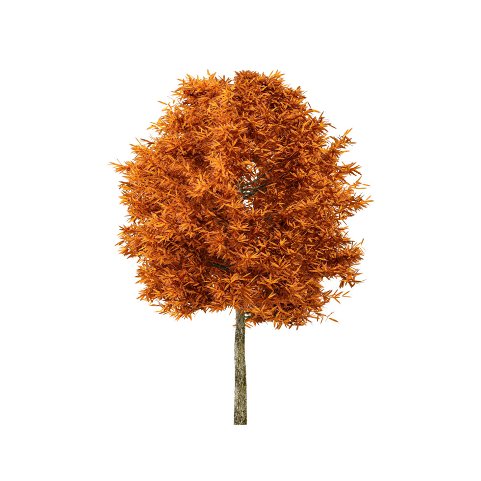 collection of Chestnut Tree isolated on transparent Canvas from the top view png