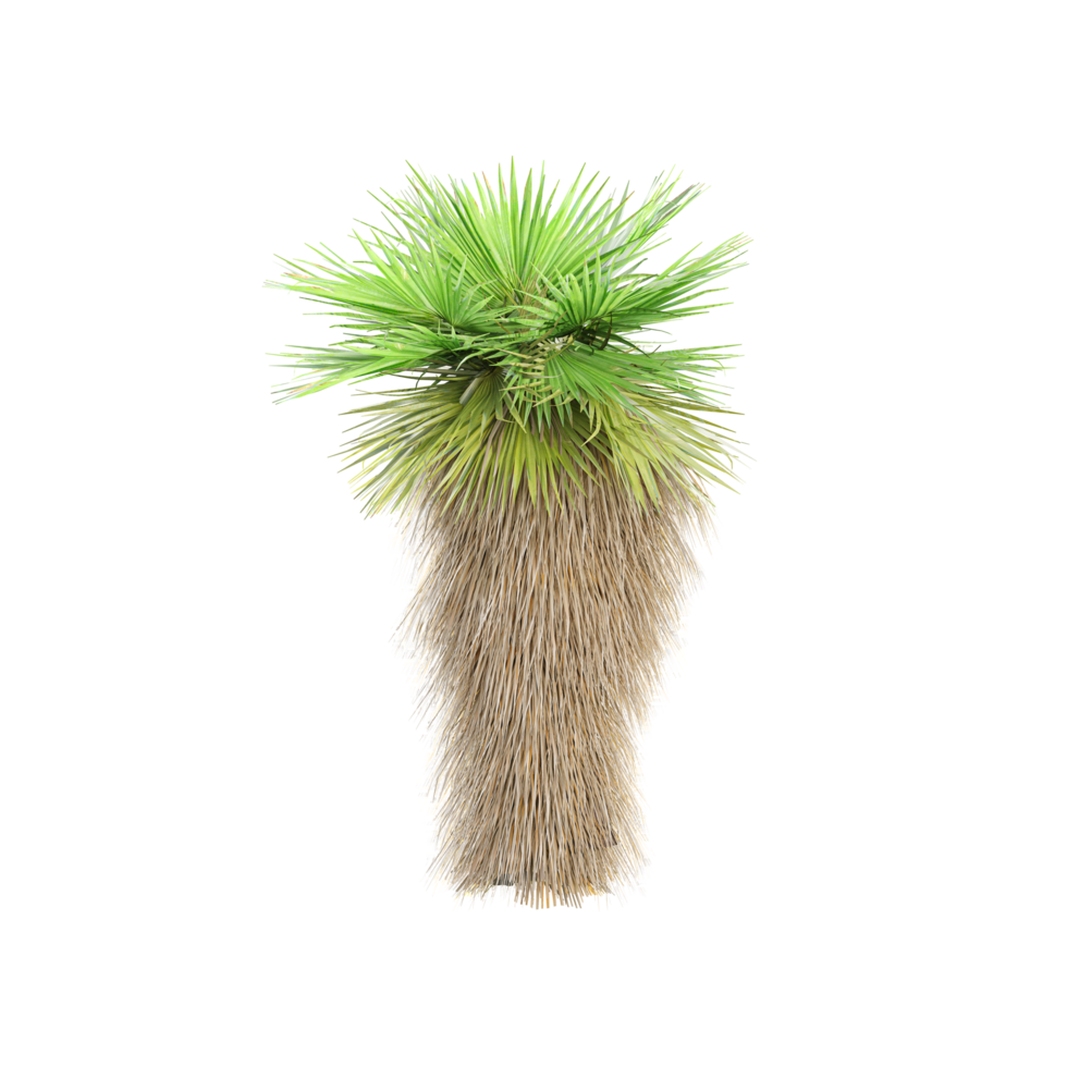 Green European fan palm Tree isolated on transparent Canvas png