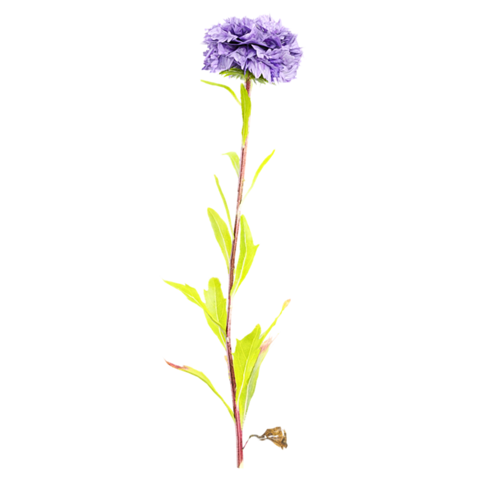 3d illustration of Cornflower isolated on transparent Canvas png