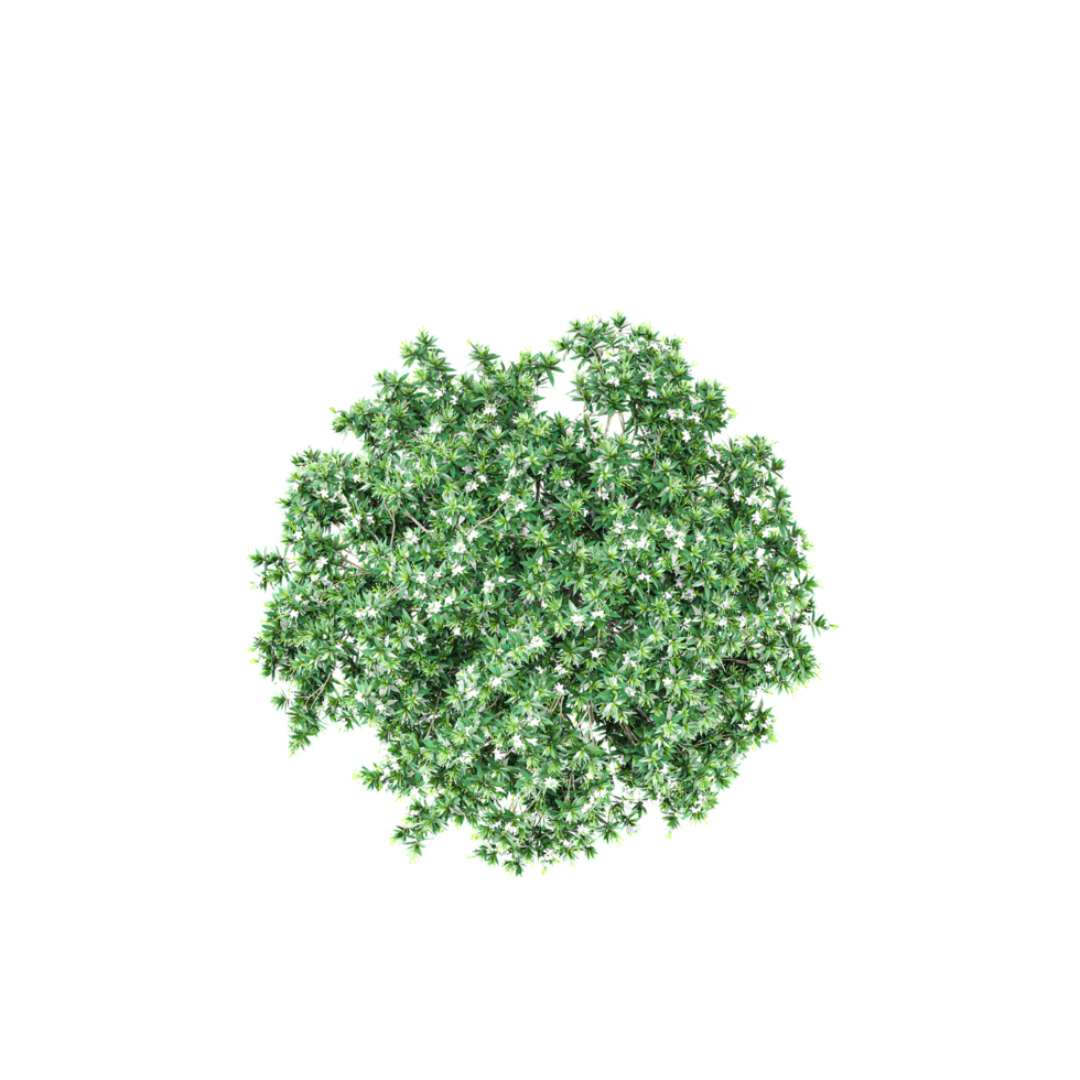 coleção do tabernaemontana divaricata plantar com realista estilo a partir de topo Visão png