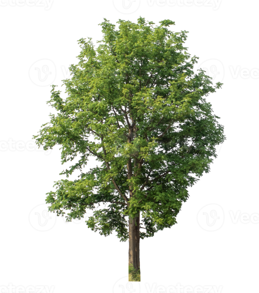 Green tree isolated on transparent background png
