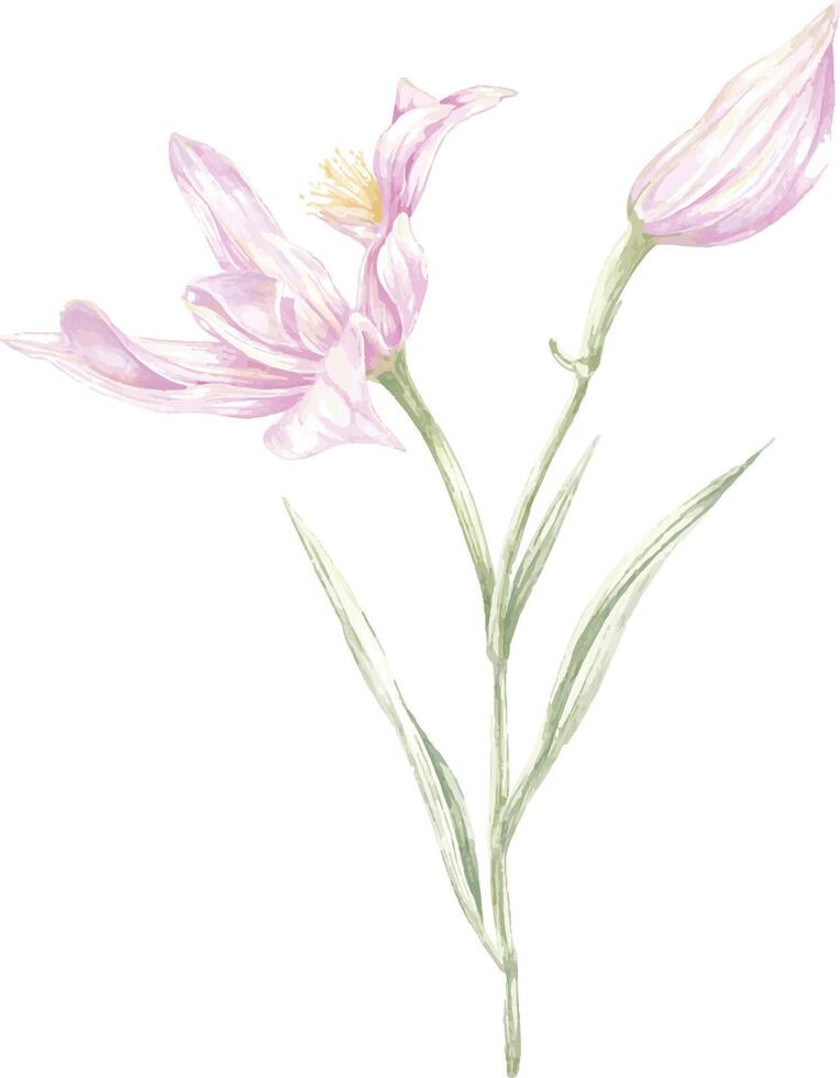 Orchids flower botanical colored pencil sketch illustration vector
