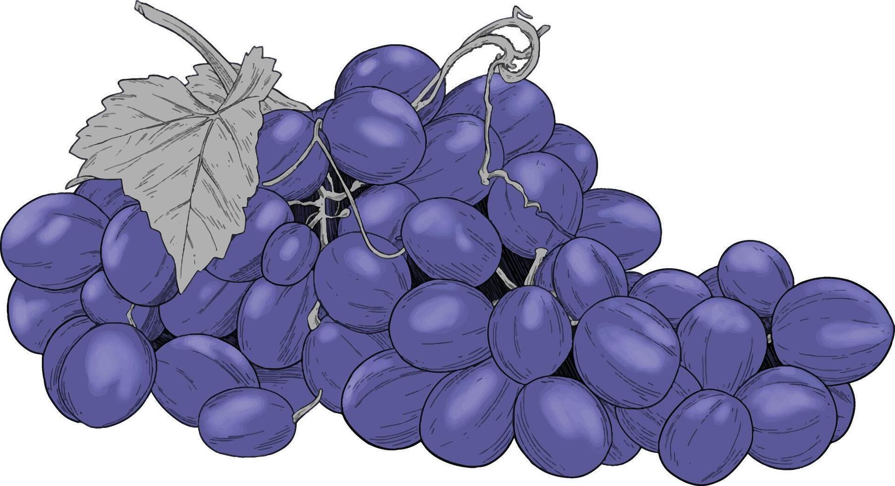 Grapes fruit hand drawn color illustration vector