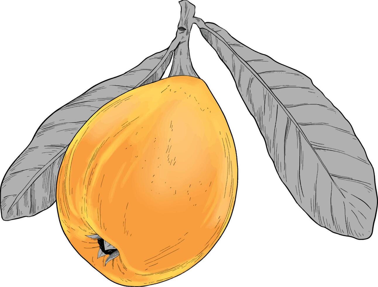 loquat fruit colored hand drawn illustration vector