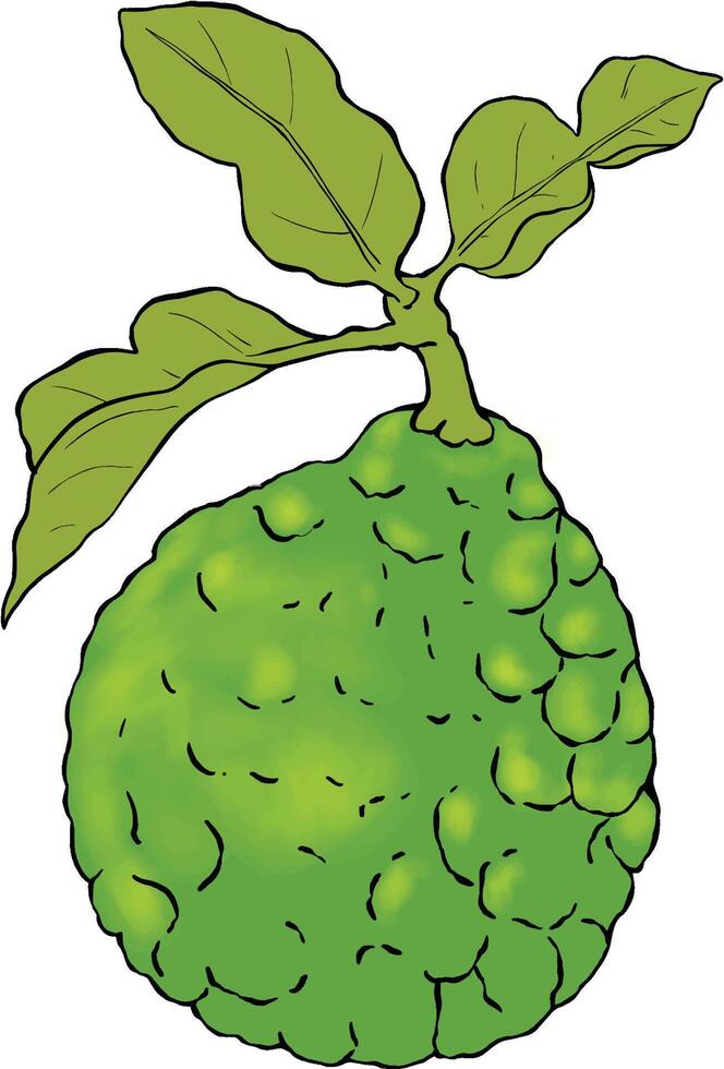 Bergamot fruit painting botanical illustration vector
