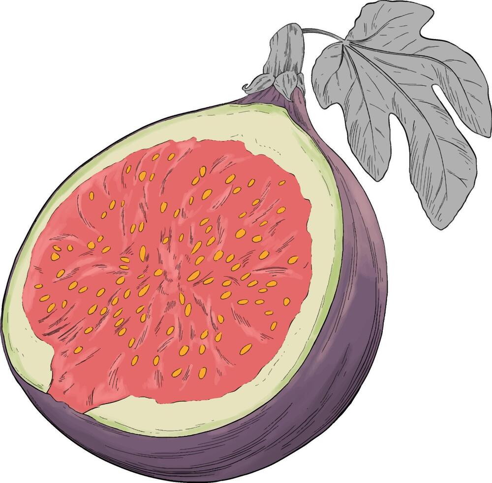 Figs fruit colored hand drawn illustration vector