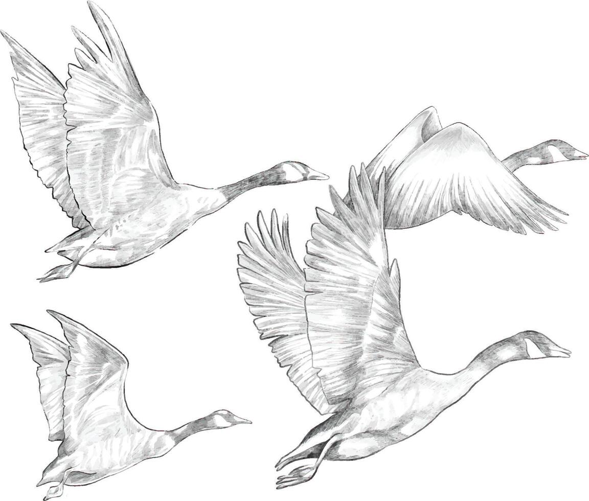 Swan migrating fly pencil sketch illustration vector