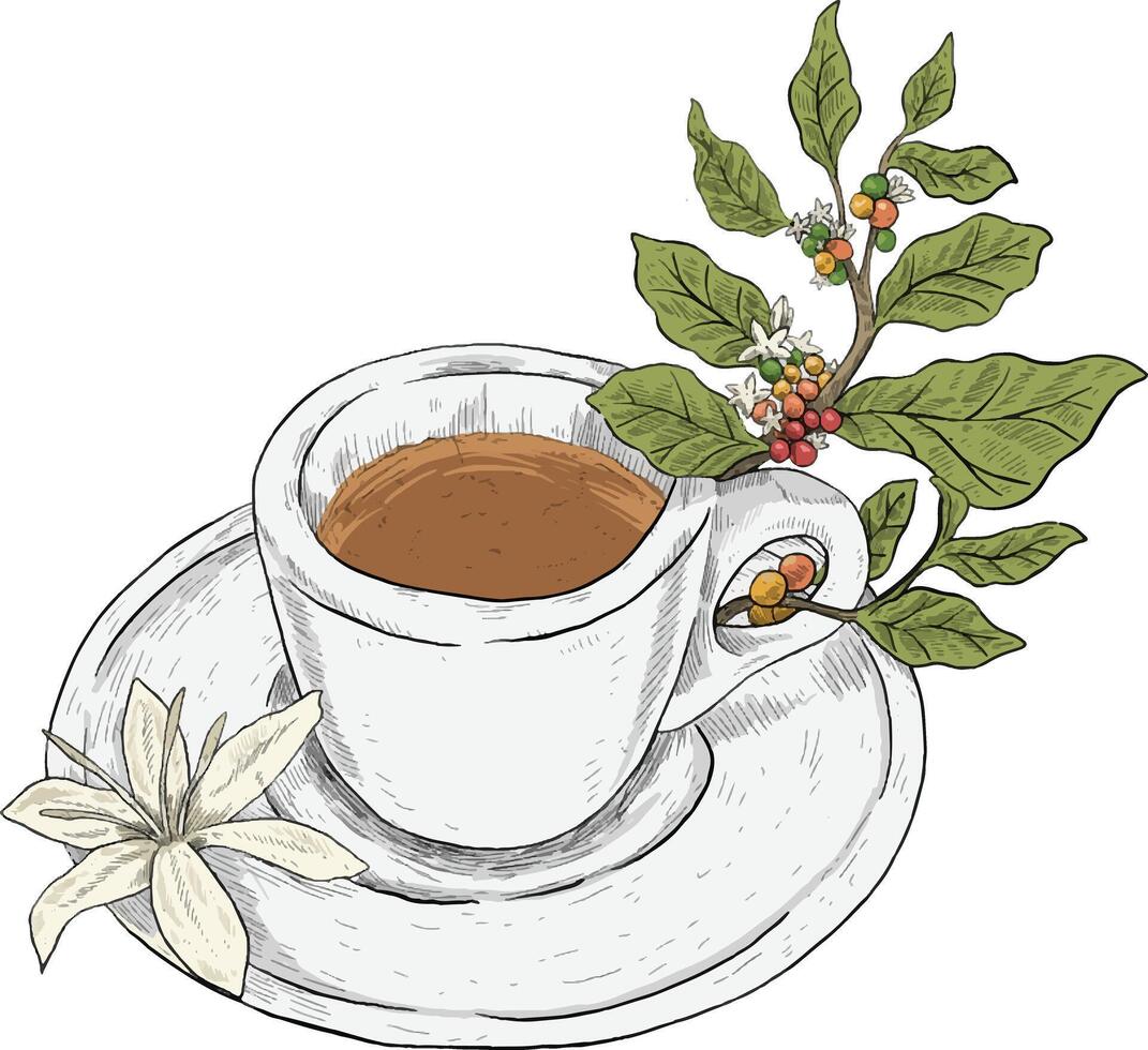 A cup of coffee with coffee plant colored illustration vector
