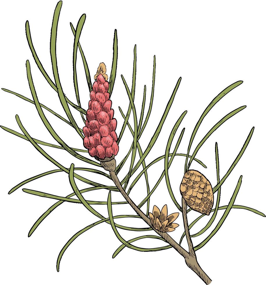 Scotch pine pinus botanical illustration vector