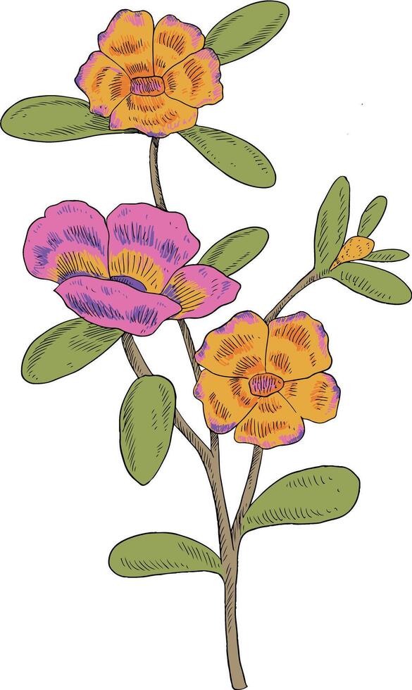 Coloring wild flower botanical illustration vector