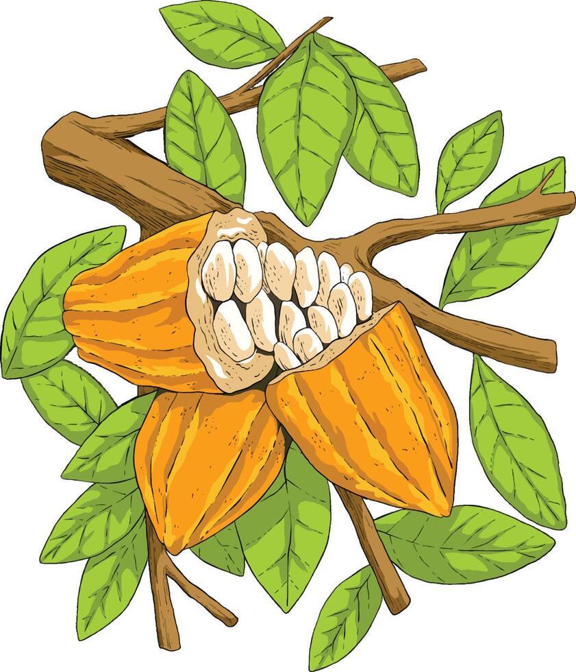 chocolate cocoa plant botanical illustration vector