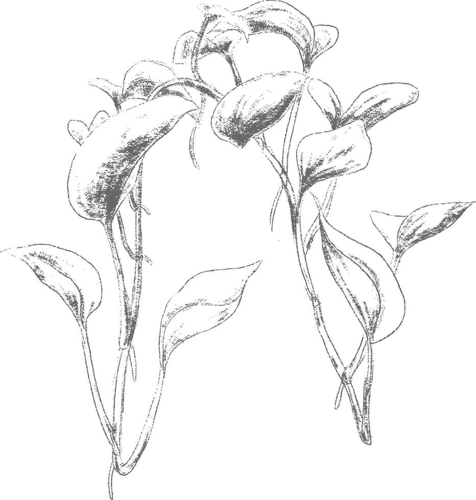 Piper betle plant botanical pencil sketch illustration vector