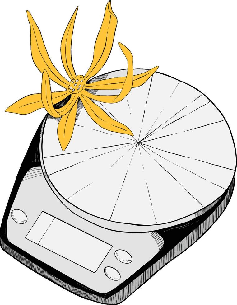 Coffee scale equipment with flower decoration illustration vector