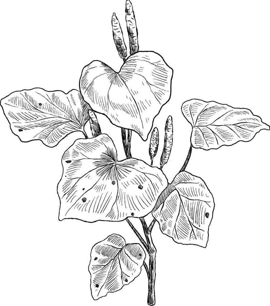 kawakawa piper excelsum plant botanical sketch illustration vector