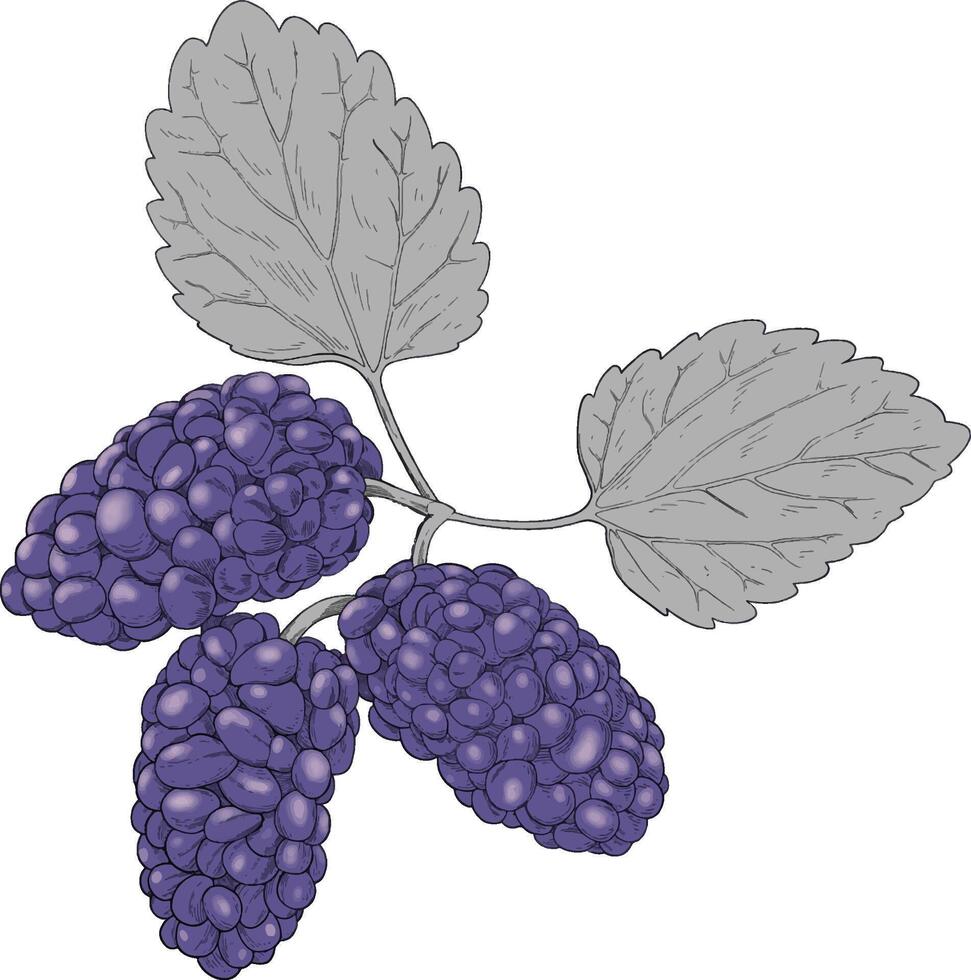 Mulberries fruit colored hand drawn illustration vector
