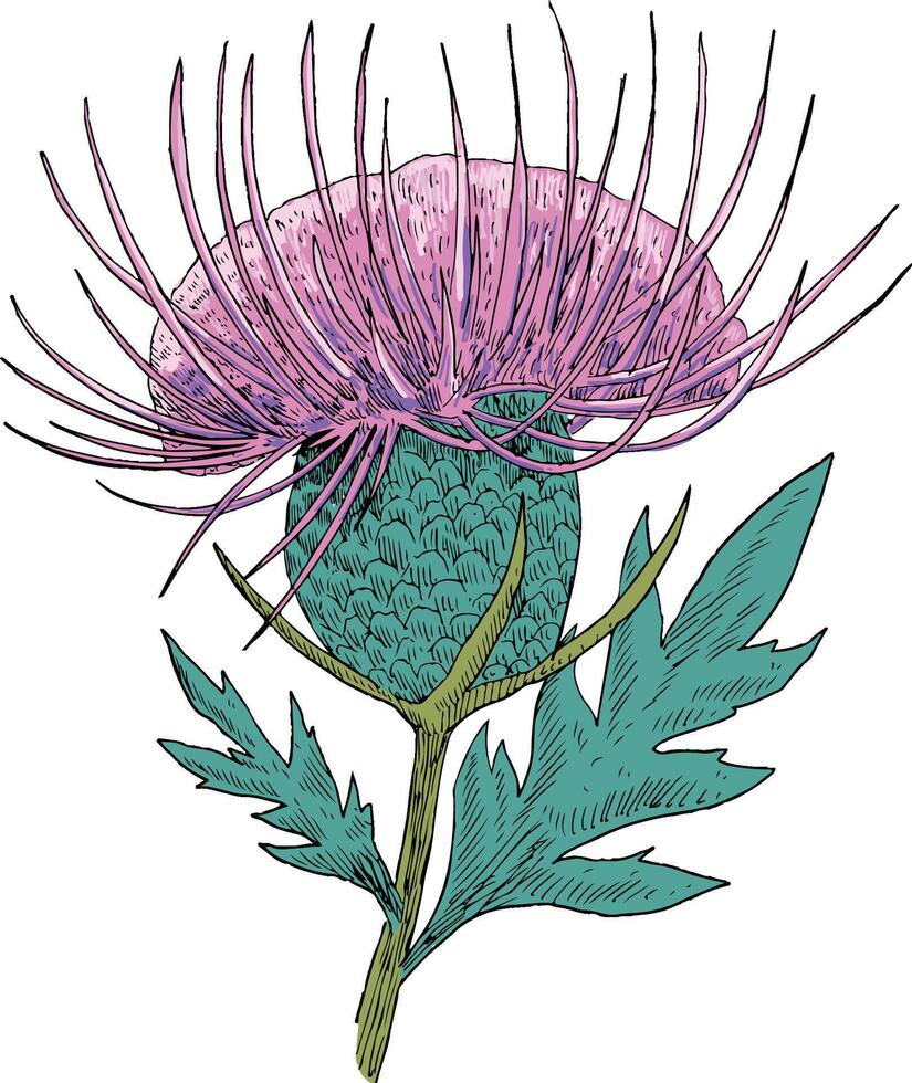 Thistle with leaves flower botanical illustration vector