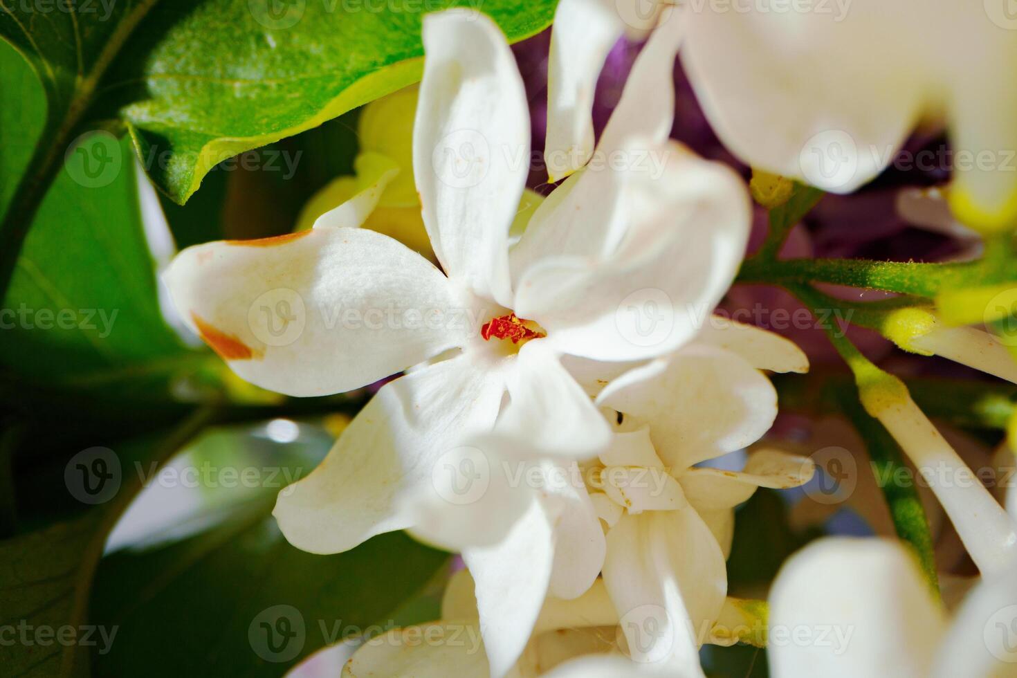 Macro image of spring lilac violet flowers photo