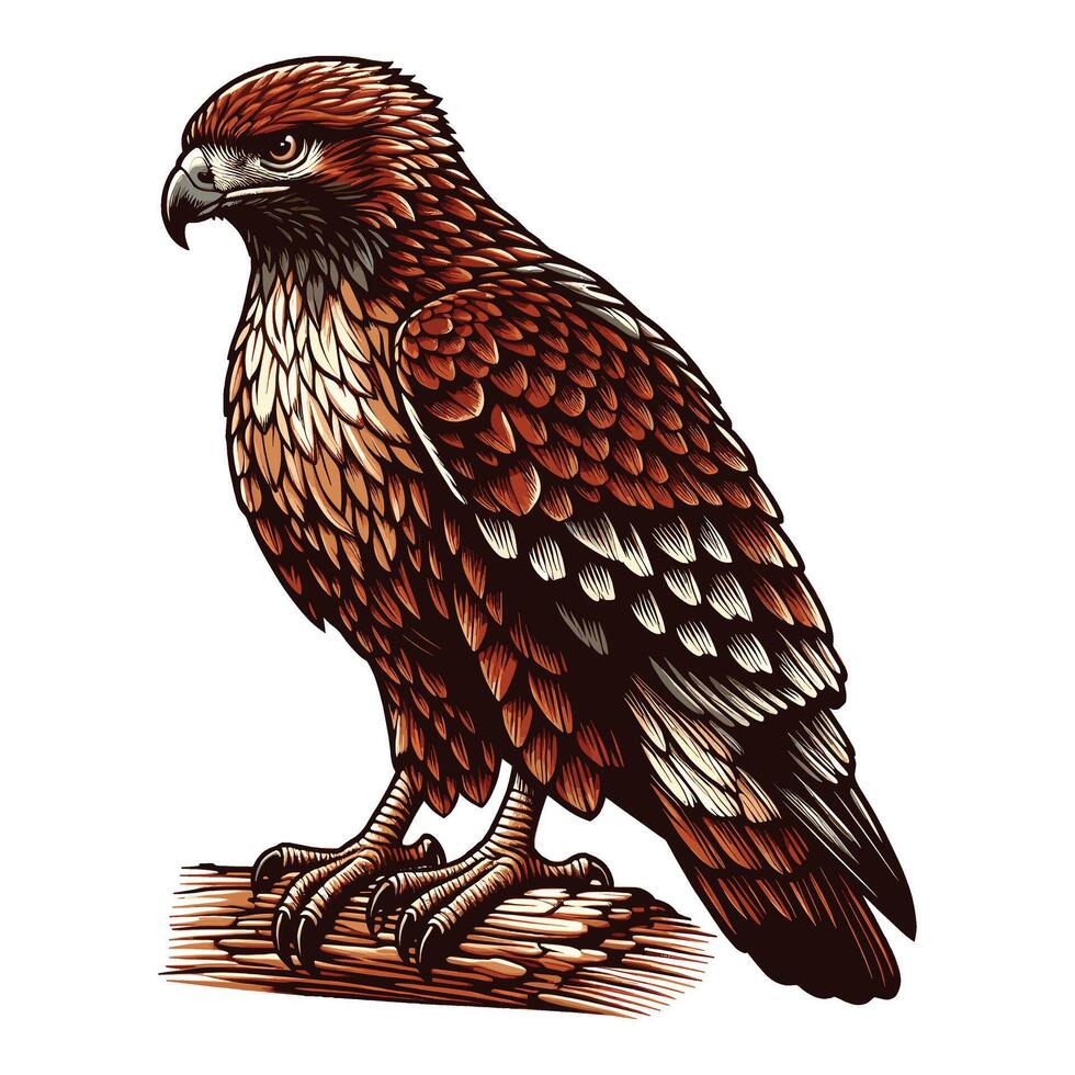 Hawk sitting on a branch clipart illustration vector