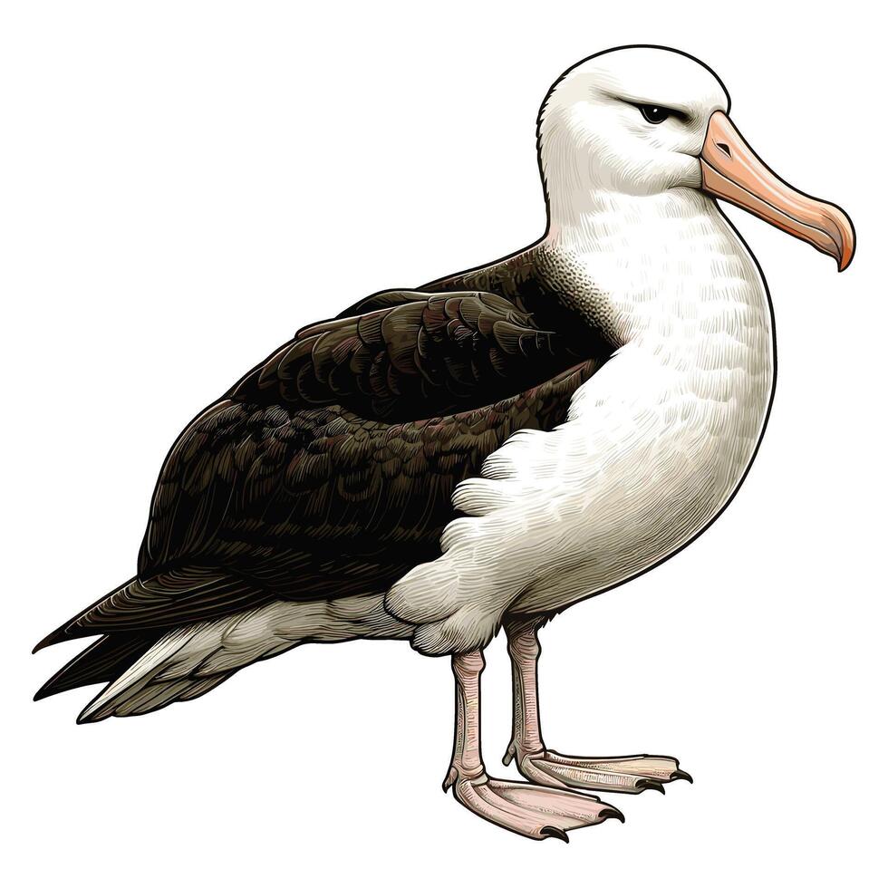 Cute Albatross illustration on white background vector