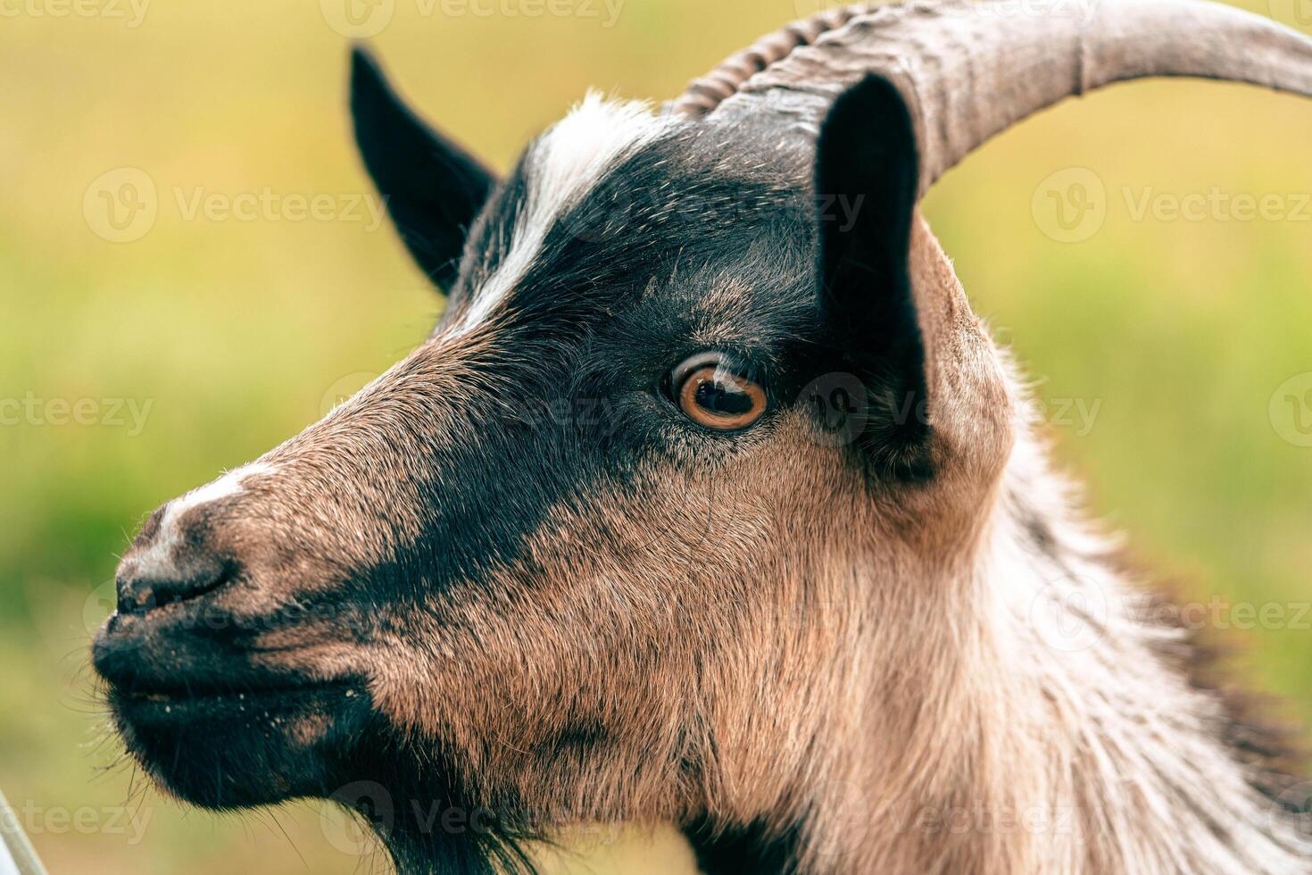 goat's head with distinct markings grazing in a sunny pasture during the day photo