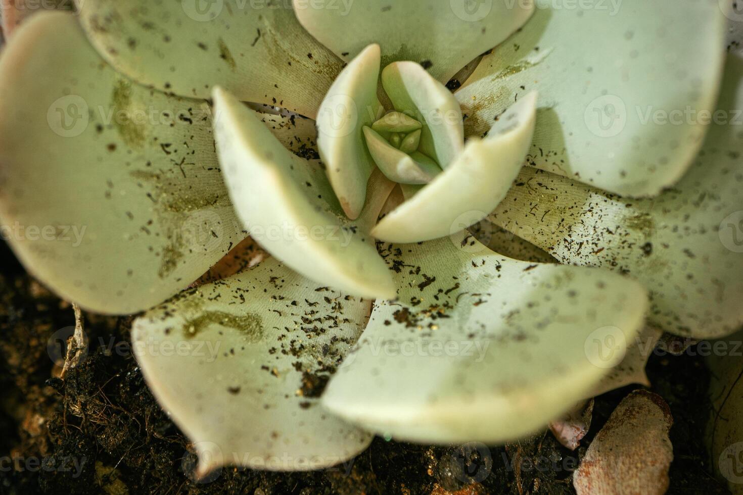 Macro shot of succulent plant, close up photo