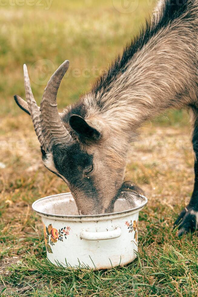Goat feeding from a bowl in a grassy field during daylight photo