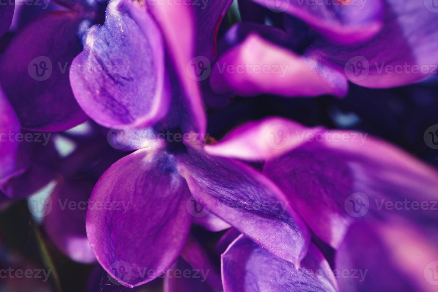 Macro image of spring lilac violet flowers photo