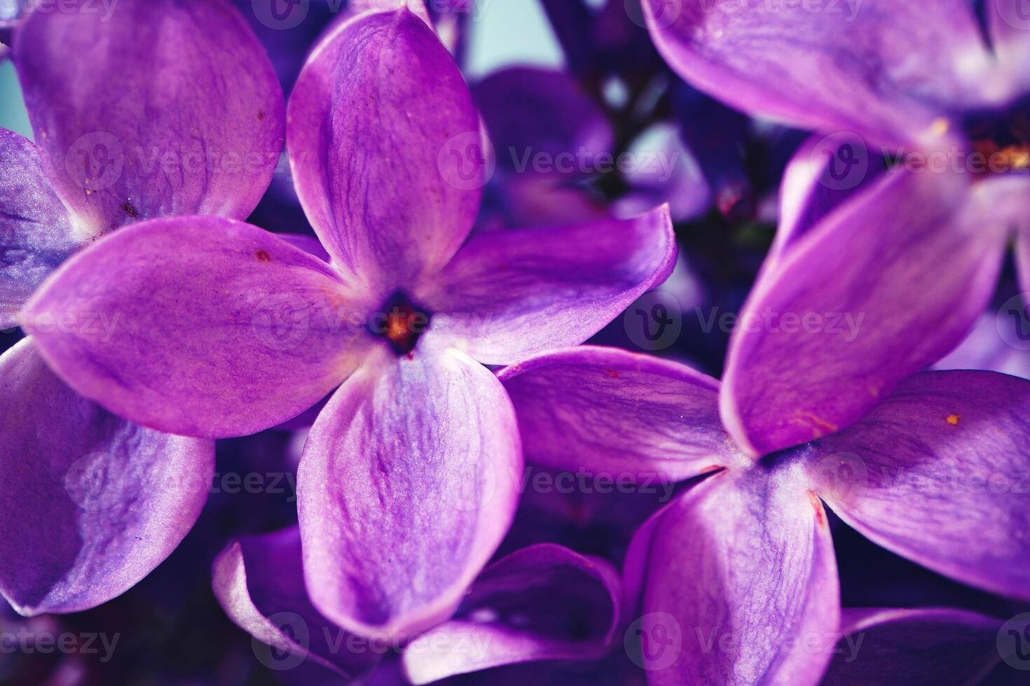 Macro image of spring lilac violet flowers photo