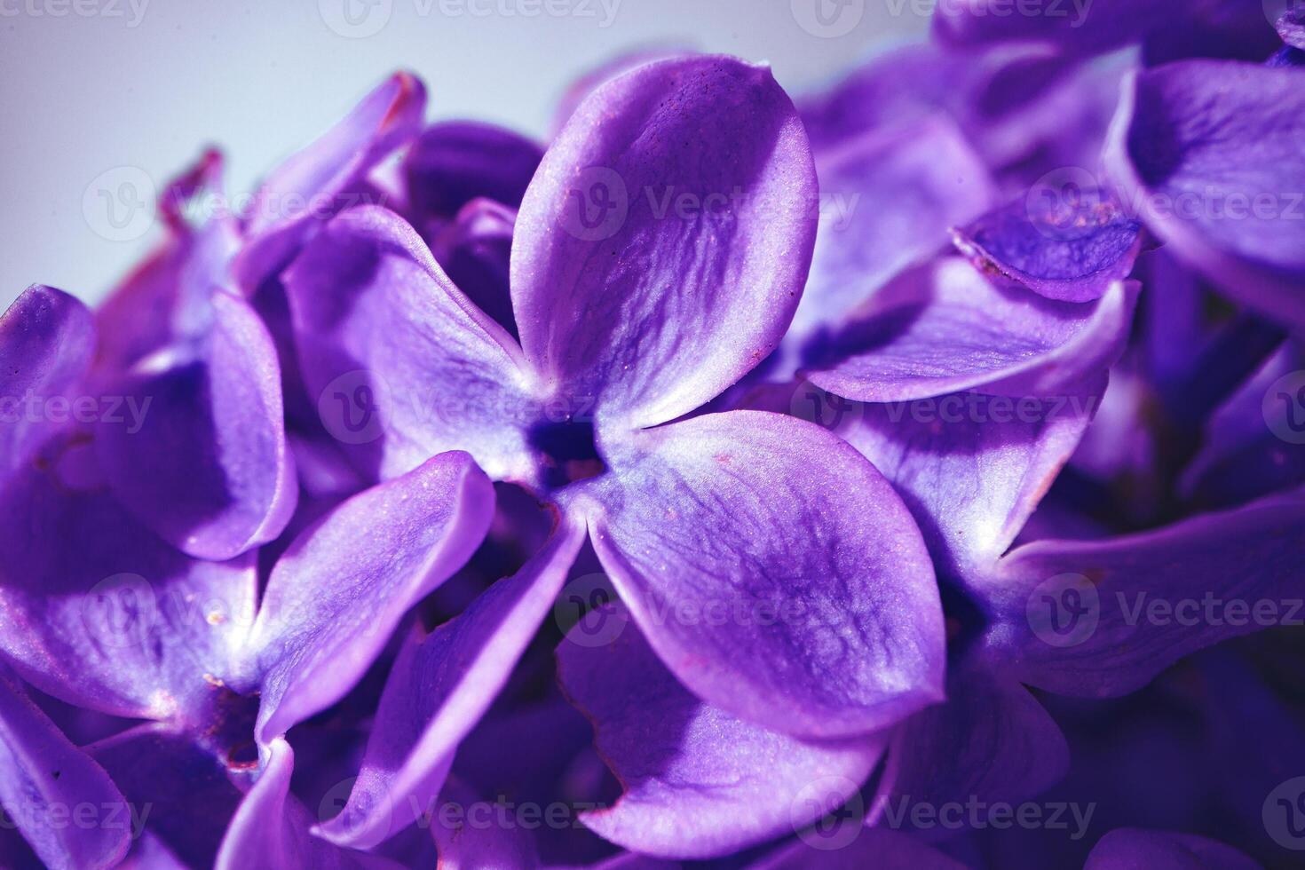 Macro image of spring lilac violet flowers photo