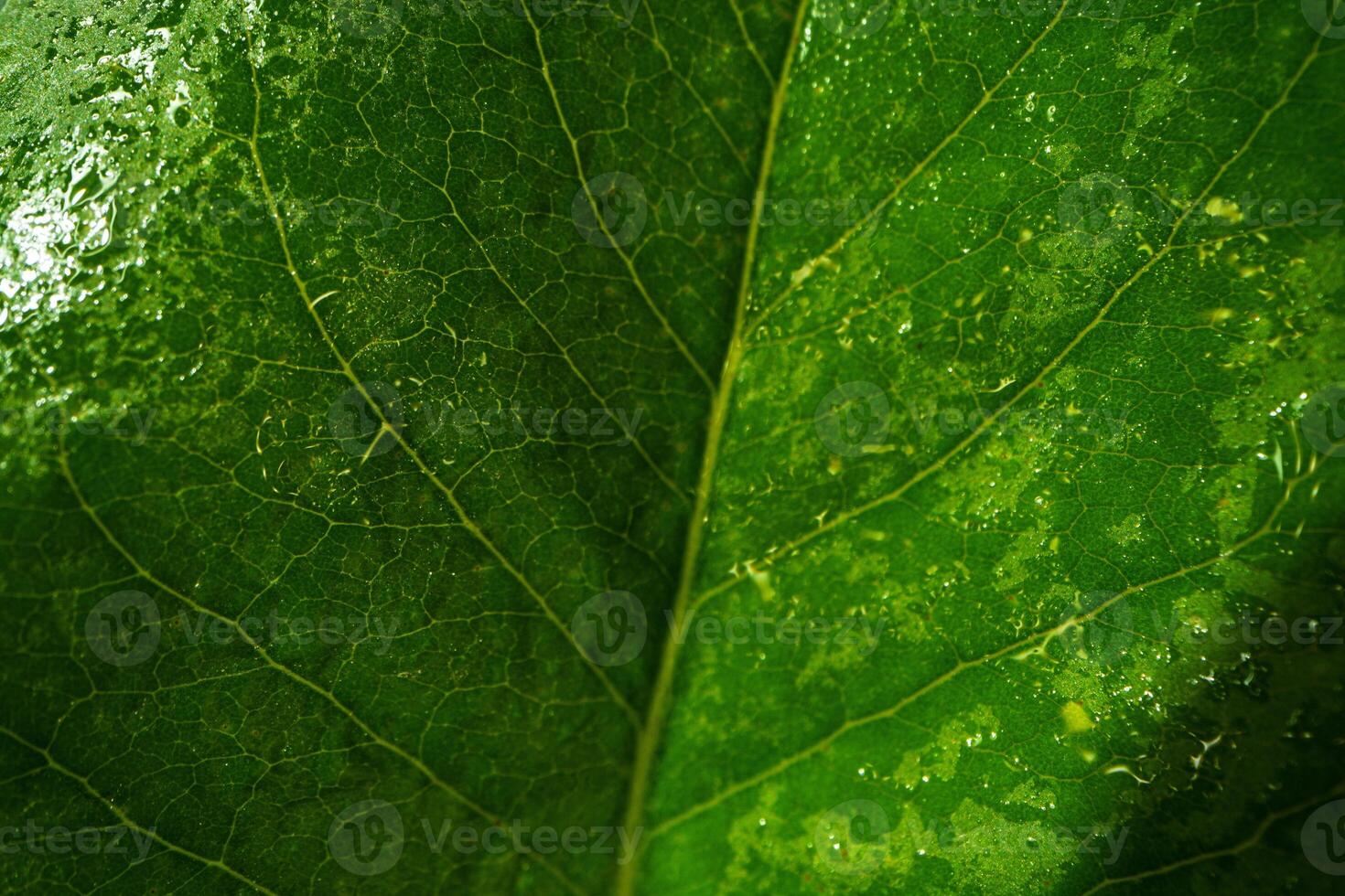 Close up macro shot of green leaf photo