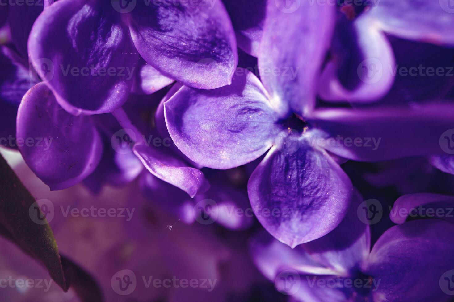 Macro image of spring lilac violet flowers photo