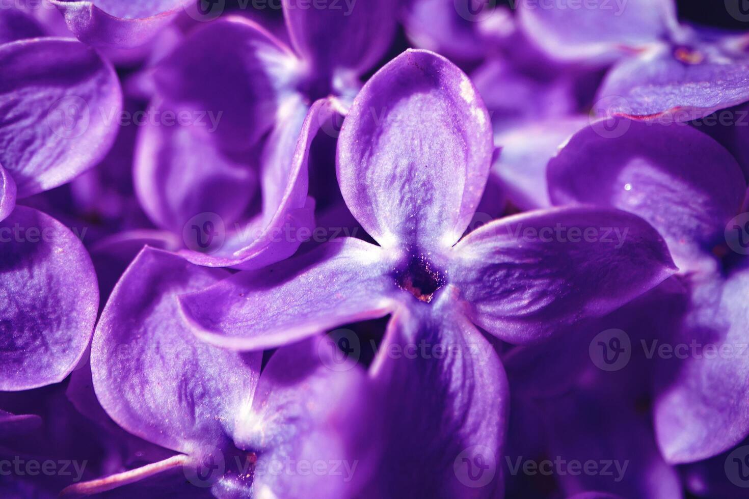 Macro image of spring lilac violet flowers photo