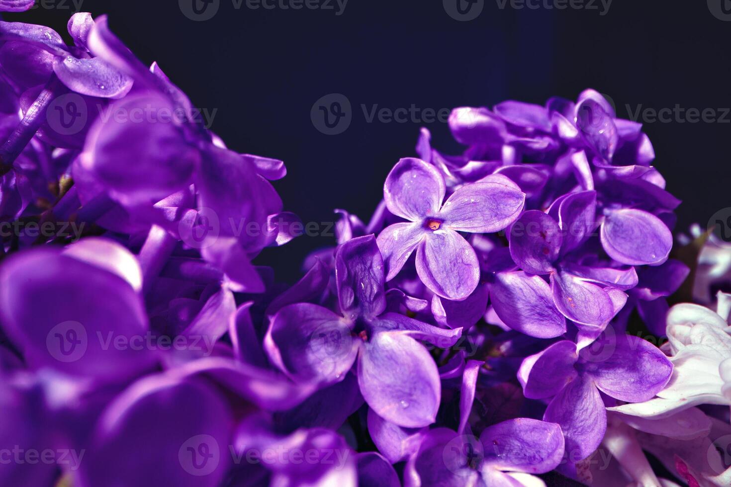 Macro image of spring lilac violet flowers photo