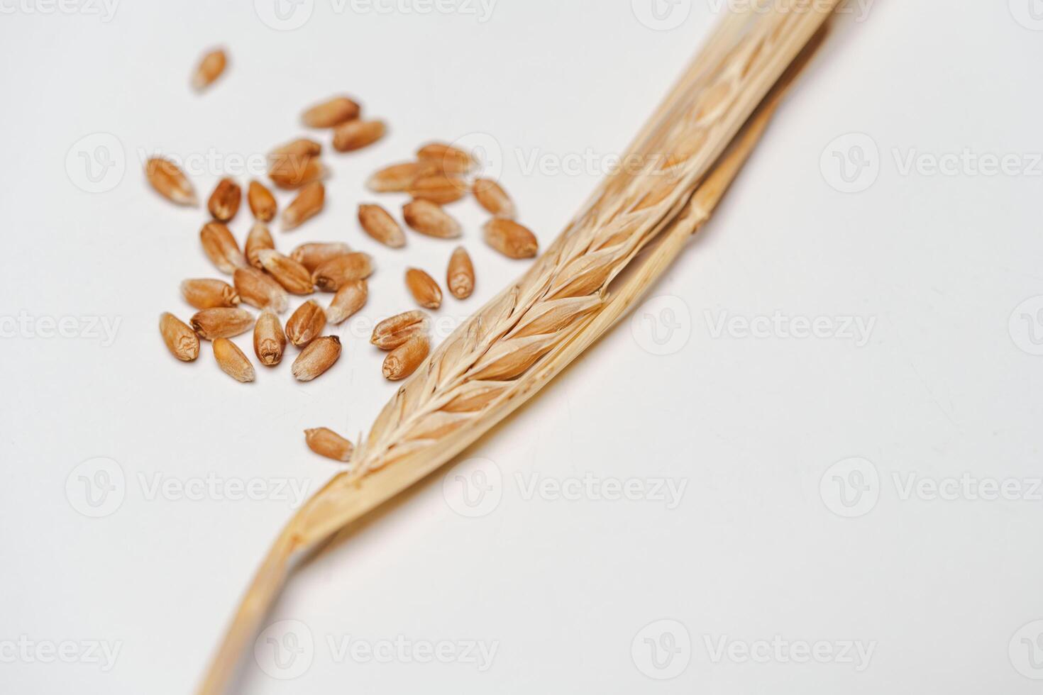 Several grains of cereals, natural dry grain photo