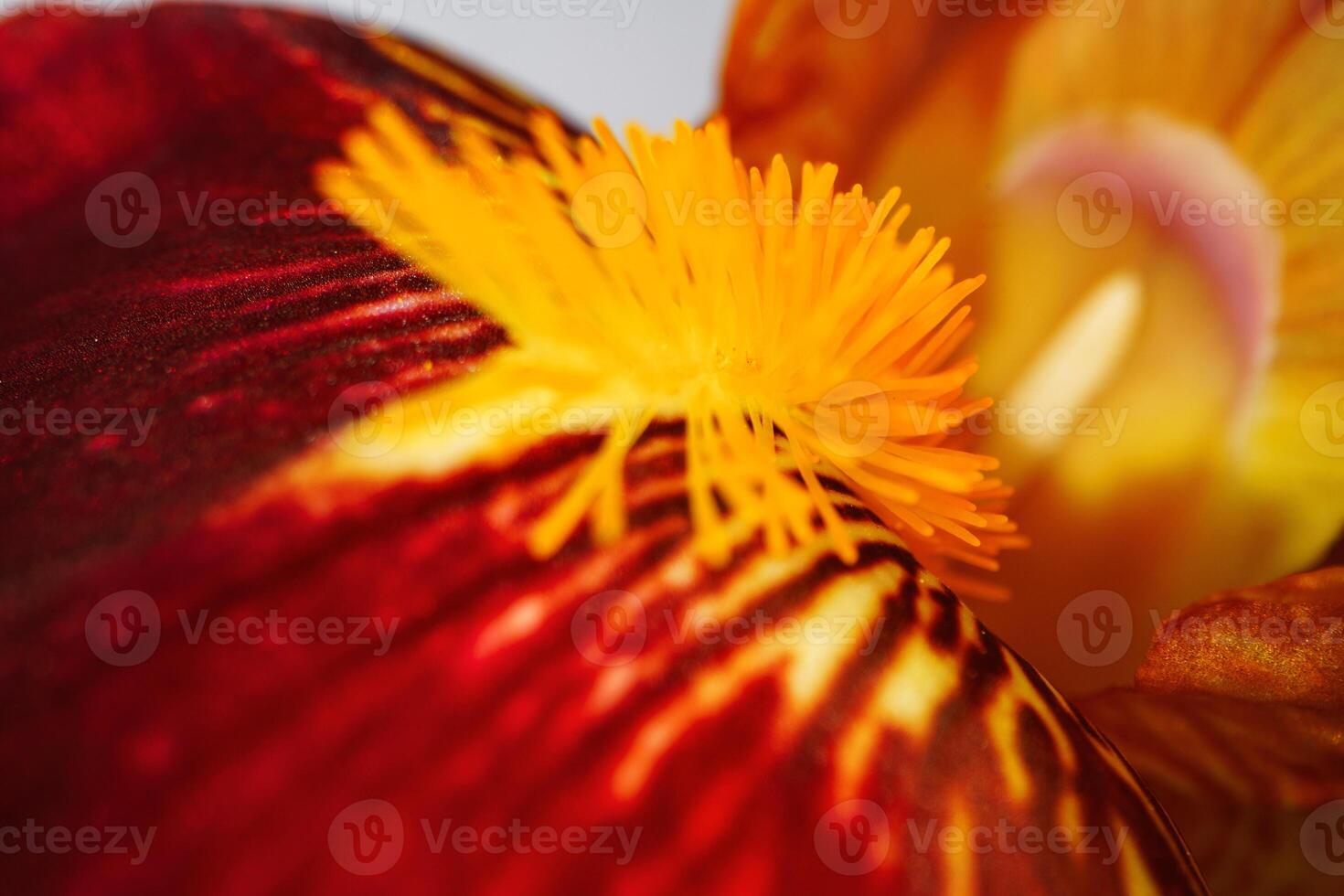 Close up of a red iris flower macro shot photo
